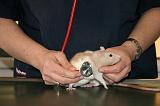 VETERINAIRE NAC 028
